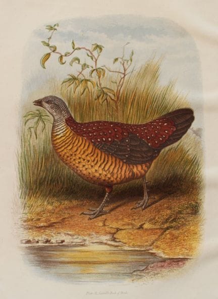 Thomas Rymer Jones - Painted Spur Fowl 1869.

This