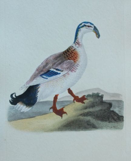 Edward Donovan - Gravure coloriée à la main représ