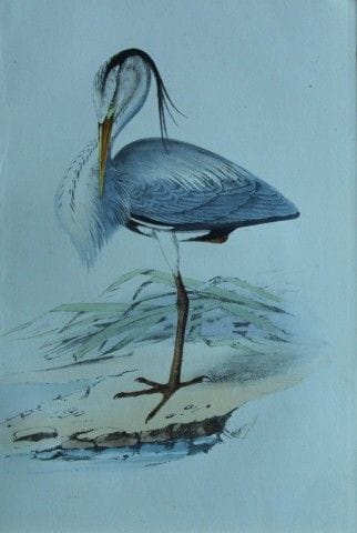 H.L. 迈耶——1857年鹭鸟石版彩印画。

这幅版画出自亨利·伦纳德·迈耶之手，选自威利斯与索瑟