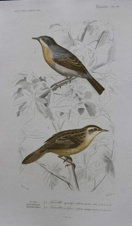 Edouard Travies  - Fauvettes tirées du Dictionnair