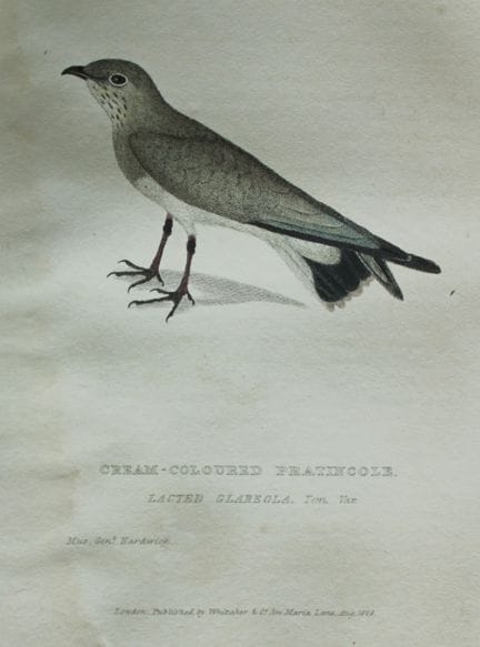 Baron Cuvier - Pratincole de couleur crème, 1829.
