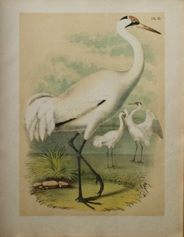 雅各布·斯图德——西奥多·贾斯珀绘《白鹤》，1888年。

我们很高兴能推出这些色彩绚丽的石版彩印画