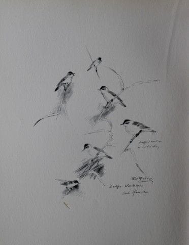 Philip Rickman - Print of pencil drawings of Sedge