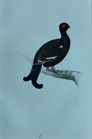H.L. 迈耶——1857年黑松鸡彩色石版画。

这幅版画出自亨利·伦纳德·迈耶之手，选自威利斯与索