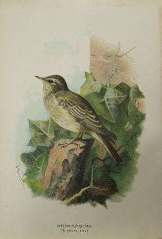 Archibald Thorburn - Gobe-mouche tacheté, 1883.

C