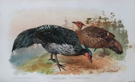 AW Strutt - Kalij du Népal, tiré de *Game Birds of
