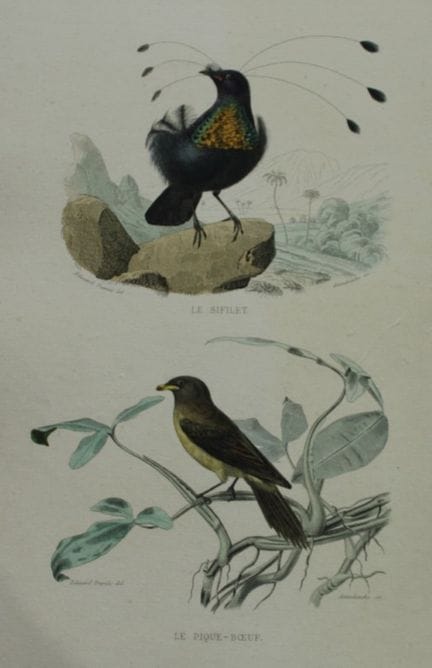 Edouard Travies - Parotia and Oxpecker from Comple