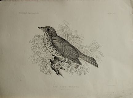 杰米玛·布莱克本夫人——《歌鸫》石版画，1862年。

这幅版画出自杰米玛·布莱克本所著《根据自然观