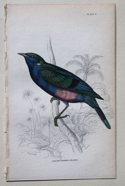 William Swainson - Golden Eared Grakle from Jardin