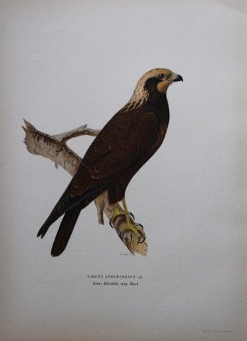 M. von Wright - Lithographie in-folio représentant