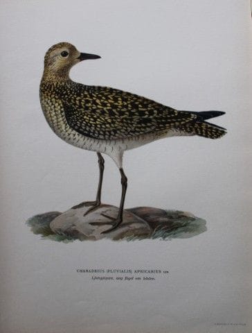 M. von Wright - Lithographie in-folio représentant