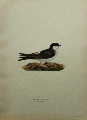 M·冯·赖特——1924年大开本石版画《家燕》。

这幅手工上色的石版画出自马格努斯、威廉和费迪南德