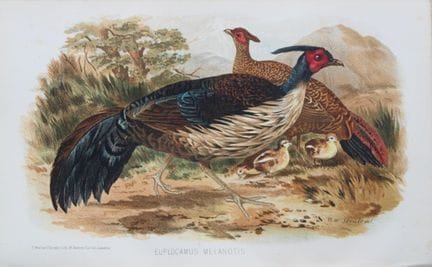 AW Strutt - Kalij à dos noir, tiré de *Game Birds 
