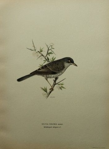 M. von Wright - Lithographie in-folio représentant