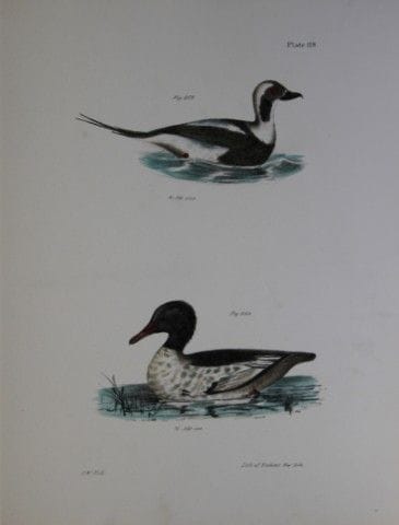 詹姆斯·E·德凯——CXIX号版画《老妇人与黄胸鸭》1844年。

这幅独具匠心且引人注目的19世纪