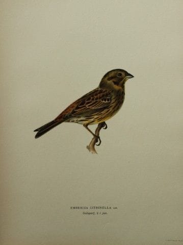 M. von Wright - Lithographie in-folio représentant