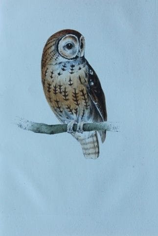 H.L. 迈耶——1857年《棕林鸮》彩色石版画。

这幅版画由亨利·伦纳德·迈耶创作，选自威利斯与