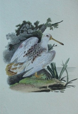 Edward Donovan - Gravure coloriée à la main représ