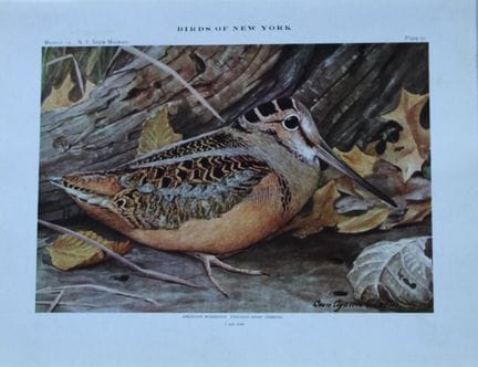 L. Agassiz Fuertes - Chromolithographie représenta