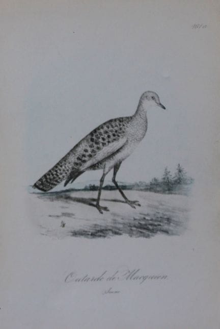 Charles Dubois - Lithographie rare représentant un