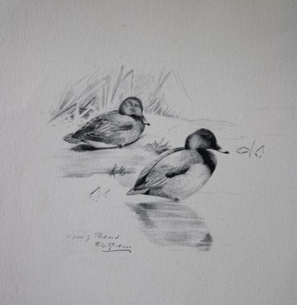 Philip Rickman - Print of pencil drawings of Pocha