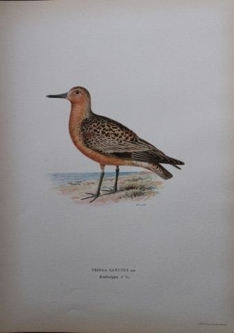 M. von Wright - Lithographie in-folio représentant