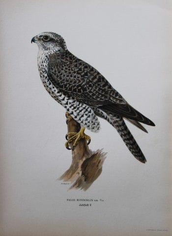 M. von Wright - Lithographie in-folio représentant