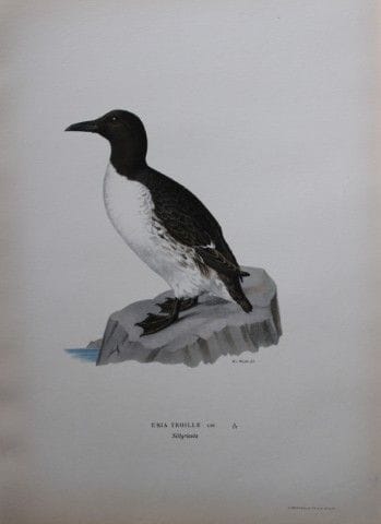 M. von Wright - Lithographie in-folio représentant