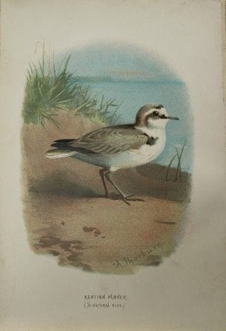 Archibald Thorburn - Pluvier du Kent, 1883.

Cette