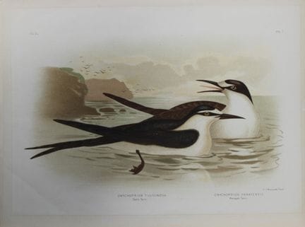 Broinowski - Chromolithographie représentant des s