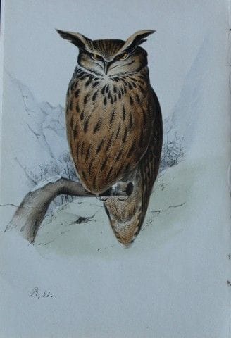 H.L. 迈耶——1857年大雕石版彩印画。

这幅版画出自亨利·伦纳德·迈耶之手，选自威利斯与索瑟