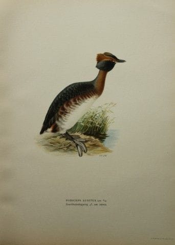 M. von Wright - Lithographie in-folio représentant