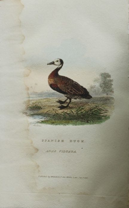 Baron Cuvier - Canard espagnol, 1829.

Cette gravu