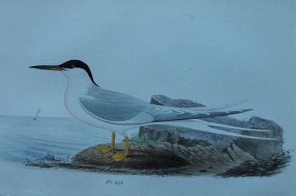 H.L. 迈耶——1857年《粉红燕鸥》石版彩印画。

这幅版画出自亨利·伦纳德·迈耶之手，选自威利