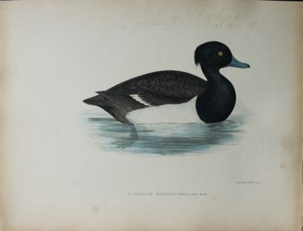 Beverley Morris - Lithographie coloriée à la main 