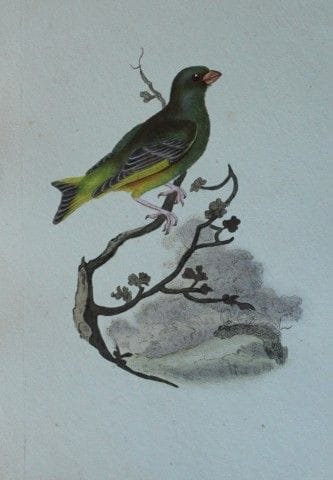Edward Donovan - Gravure coloriée à la main représ
