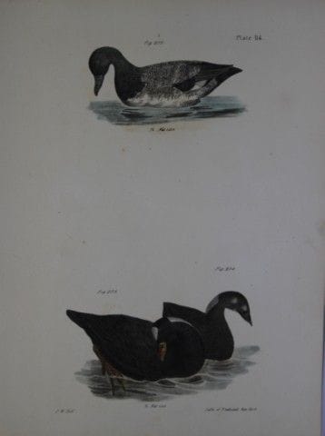 詹姆斯·E·德凯——图版CXIV 《宽嘴鸭与海鸭（或水雉），成鸟与幼鸟》，1844年。

这幅19世