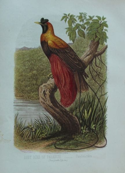 Thomas Rymer Jones - Ruby Bird of Paradise 1869.

