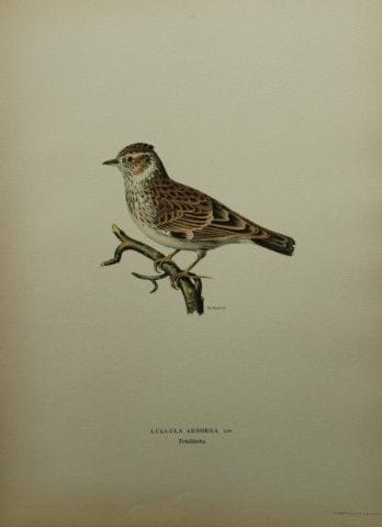 M. von Wright - Lithographie in-folio représentant