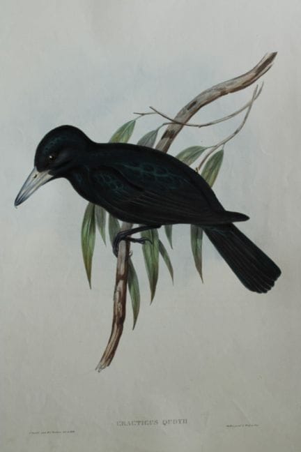 John Gould -  La pie-grièche de Quoy, tirée de *Bi
