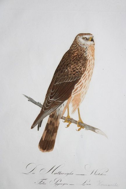 JC Susemihl - Busard Saint-Martin (Falco pygargus)