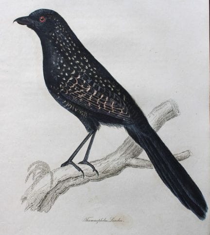 Jardine & Selby - Engraving of Leach's Bush-Shrike