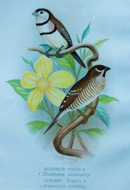 FW Frohawk - Antique print of foreign finches 1899