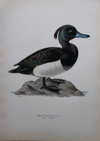 M. von Wright - Lithographie in-folio représentant