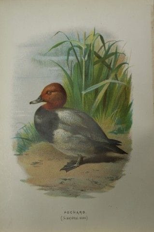 Eliza Turk - Fuligule 1883.

Cette planche chromol