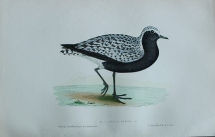 Jean Chenu - Lithographie du Vanneau suisse (Pluvi