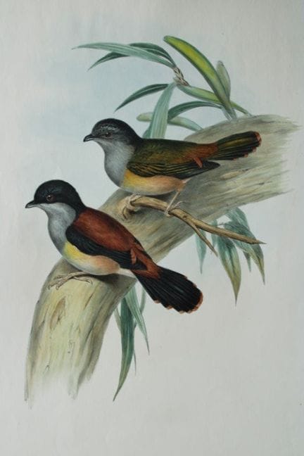 John Gould -  Pteruthius à ventre roux  tiré de *B