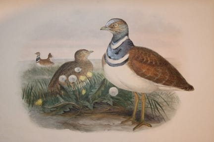 John Gould -  Petite outarde, tirée de *Birds of G