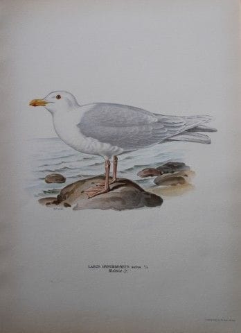 M. von Wright - Lithographie in-folio représentant