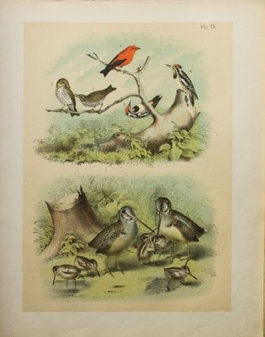 雅各布·斯图德——西奥多·贾斯珀绘《林鹬、啄木鸟等》，1888年。

我们非常荣幸能推出这些色彩绚丽